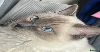 Ragdoll cats - Advert 2