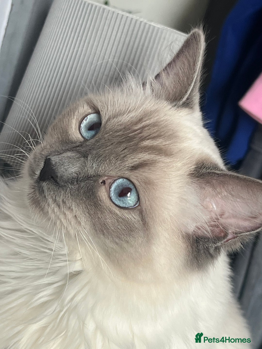 Ragdoll cats for sale: Looking for a 5 star home for my two ragdolls - Image 3