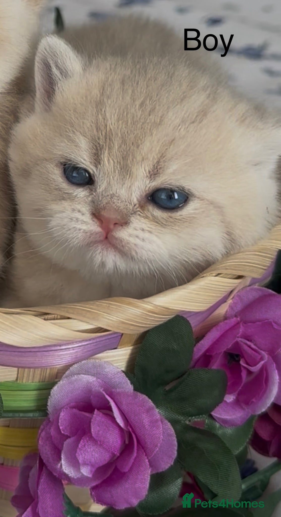 British Shorthair cats Gorgeous fur babies 😻 - Advert 2