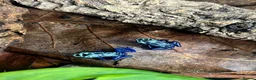 Frog reptiles for sale: Various dart frogs and tree frogs  - Advert 5