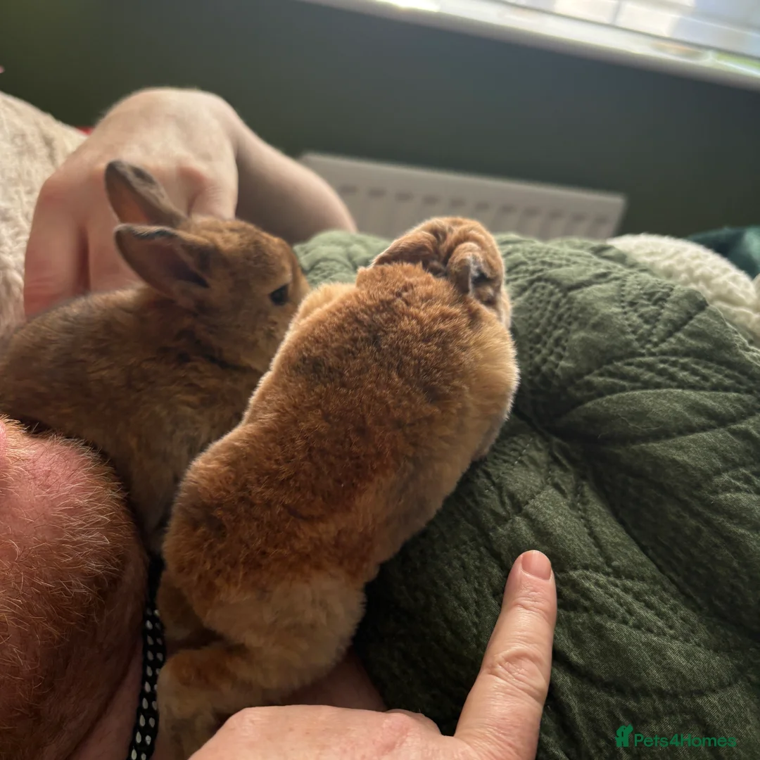 Mixed Breed rabbits for sale: Two beautiful baby bunnies - Advert 11