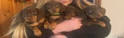 Miniature Dachshund dogs for sale: Miniature Dachshund puppies - Advert 2
