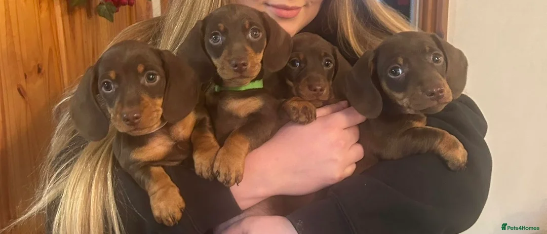 Miniature Dachshund dogs for sale: Miniature Dachshund puppies - Advert 2