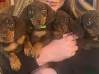 Miniature Dachshund dogs Miniature Dachshund puppies - Advert 1