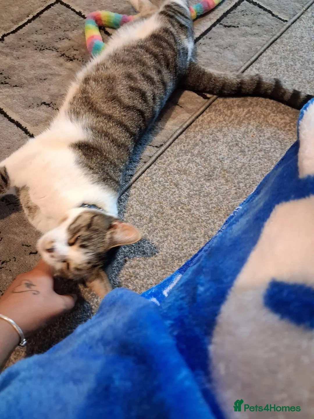 British Shorthair cats for sale: 8 months old  in Wolverhampton - Advert 9