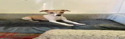 Whippet dogs for sale: Whippet in Doncaster - Advert 2