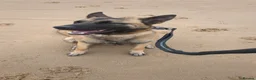 Belgian Shepherd Dog dogs for stud: Looking for a stud for my female Belgian malinios  in Hartlepool - Advert 4