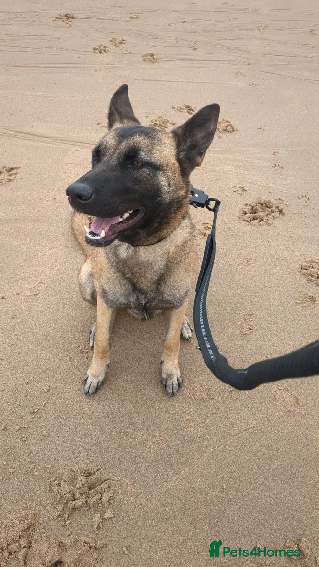 Belgian Shepherd Dog dogs for stud: Looking for a stud for my female Belgian malinios  in Hartlepool - Advert 4
