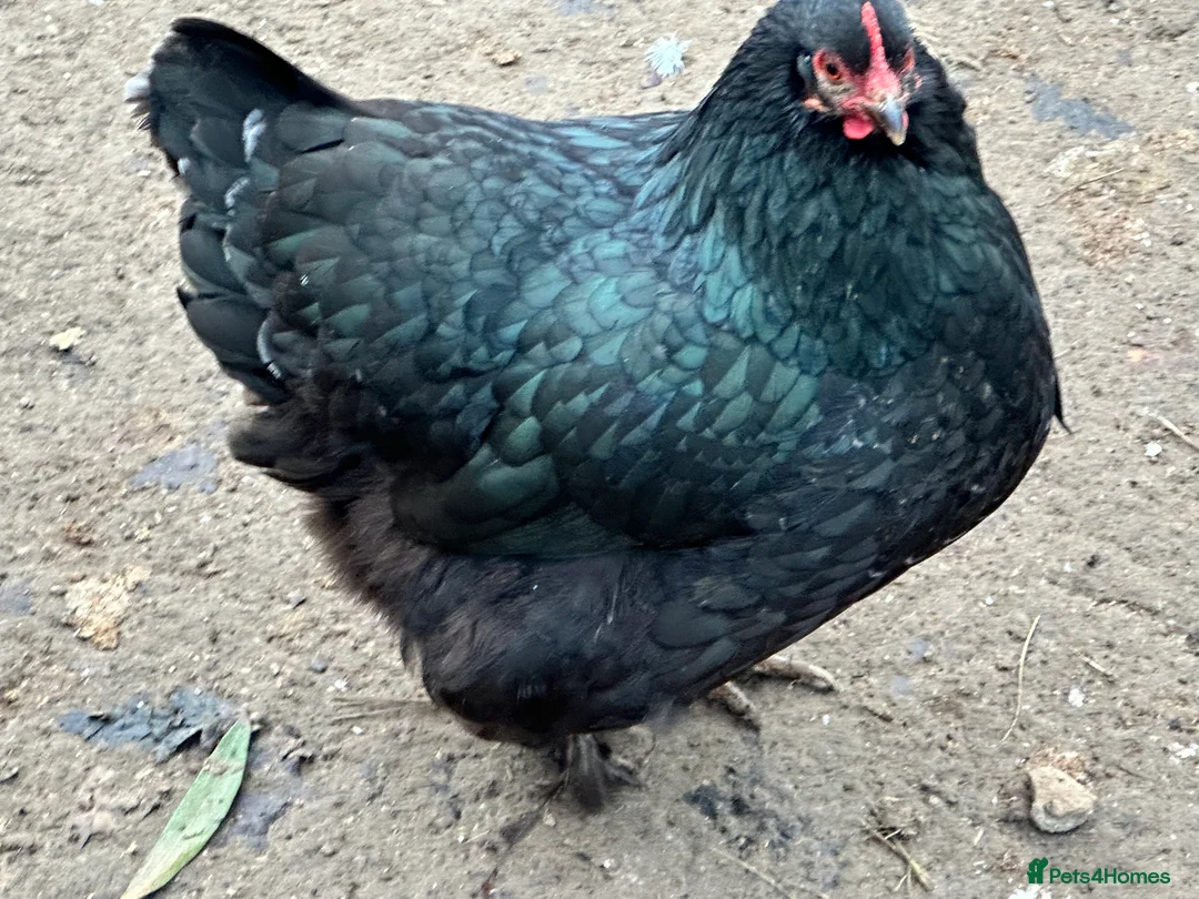 Chickens poultry for sale: Chicks, chickens and hatching eggs - Advert 10