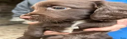 Sprocker dogs for sale: Sprocker Pups  - Advert 9