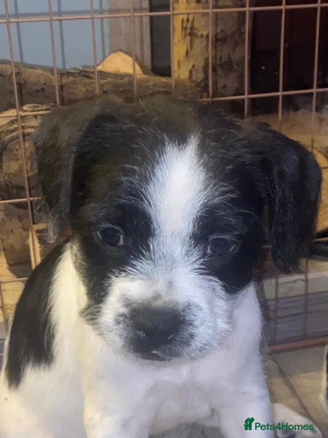 Mixed Breed dogs for sale: Frenchie cross - Advert 5