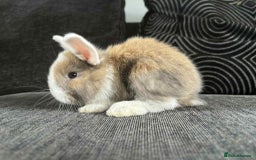 Mini Lop rabbits for sale: Mini Lop Babies  - Image 6