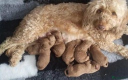 Cavapoo dogs for sale: Cavapoo puppies  - Image 7