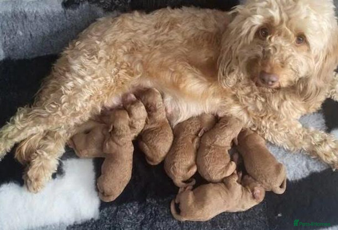 Cavapoo dogs for sale: Cavapoo puppies  - Image 7