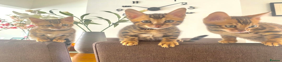 Bengal Kitten 2 Blue