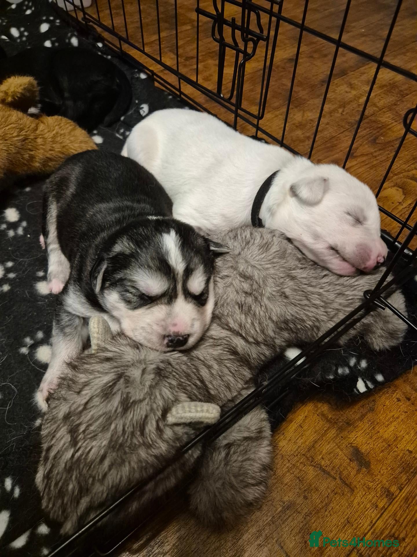 Mixed Breed dogs for sale: Golden Retriever x Husky Puppies Goberian - Advert 2