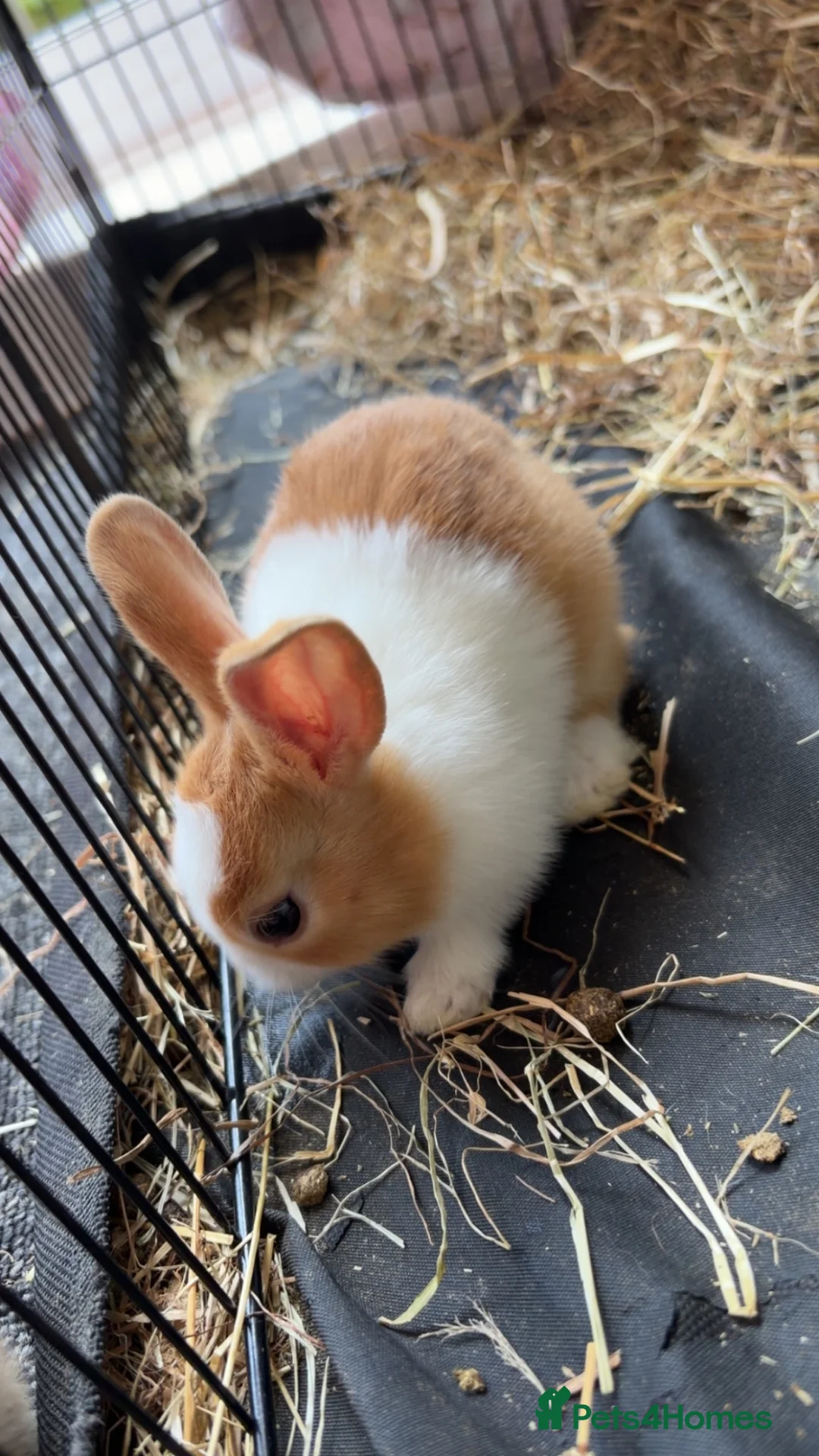Dutch rabbits for sale: Dutch rabbits  - Advert 3