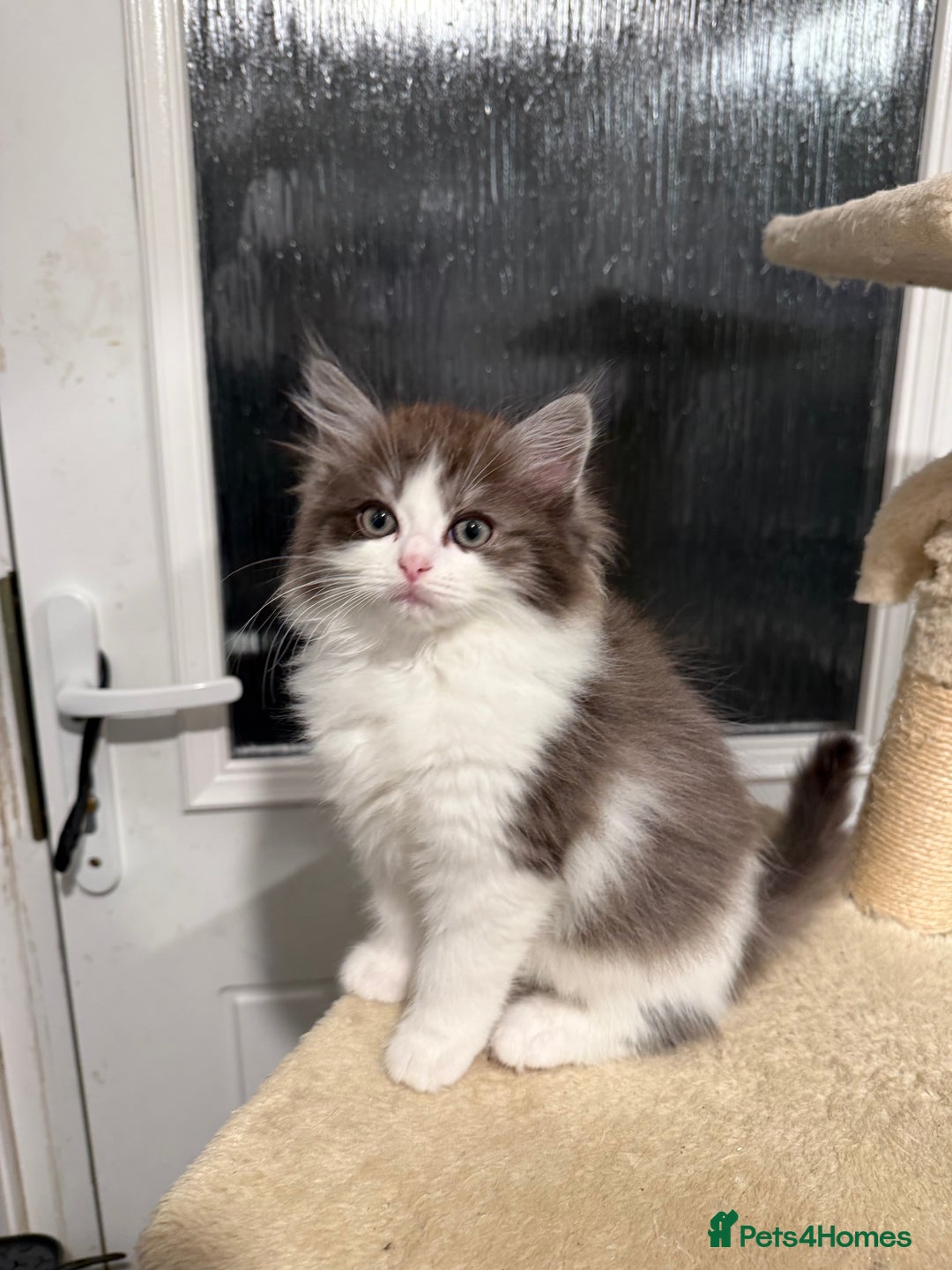 Persian cats for sale: persian x ragdoll kittiens - Advert 3