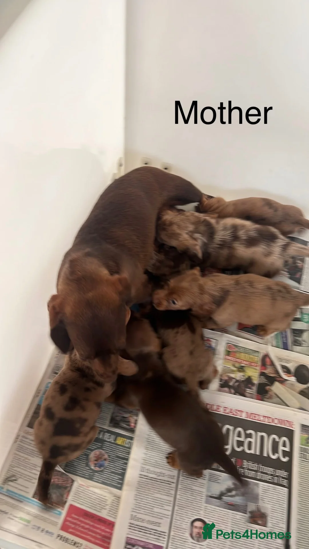 Miniature Dachshund dogs for sale: Lovely Mini dachshund puppies  - Advert 21