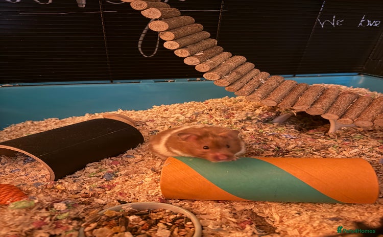Hamster rodents - Advert 1
