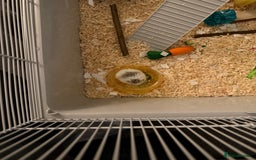 Hamster rodents for sale: Two dwaf hamsters  - Image 2