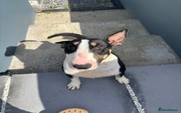 English Bull Terrier dogs for sale: Champion line bull terriers  - Image 7