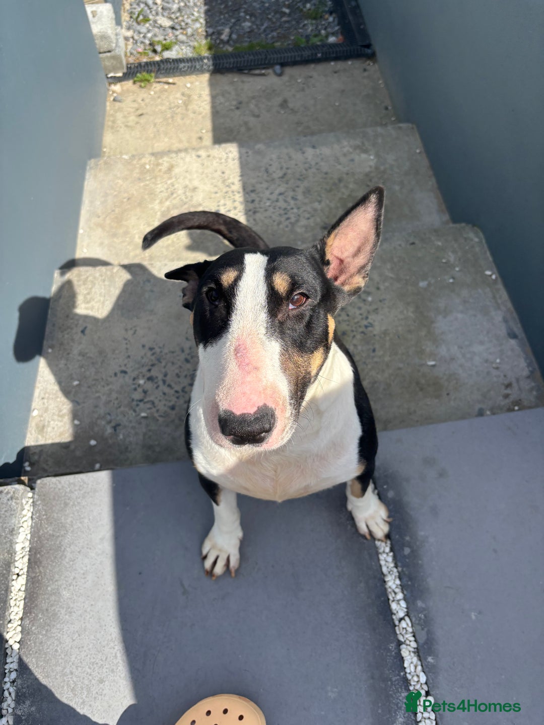 English Bull Terrier dogs for sale: Champion line bull terriers  - Image 7