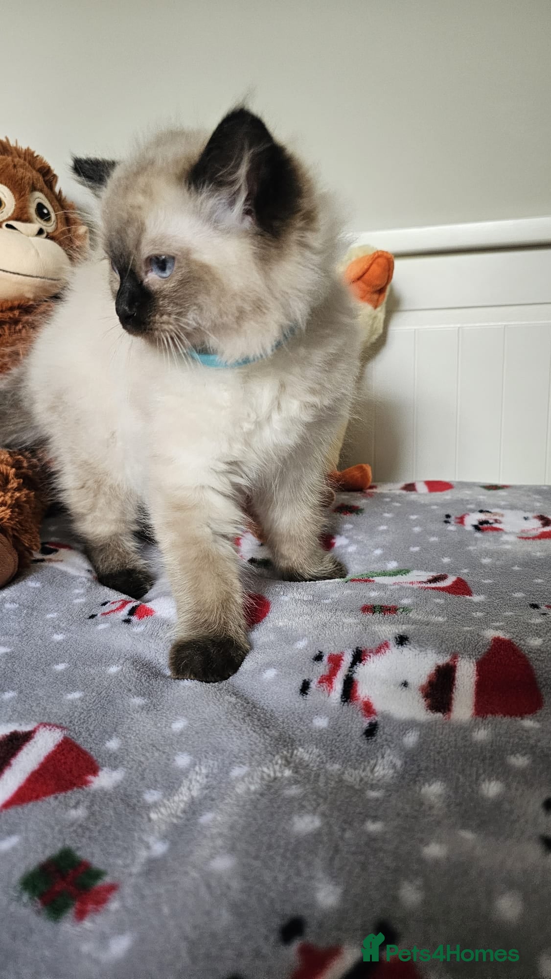 Ragdoll cats Ragdolls Kittens  - Advert 2
