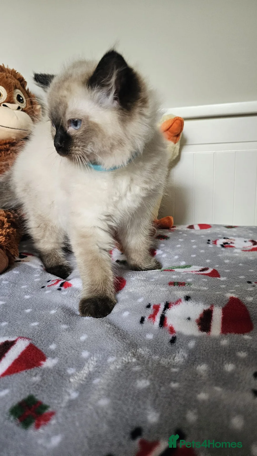 Ragdoll cats for sale: Ragdolls Kittens  - Advert 2