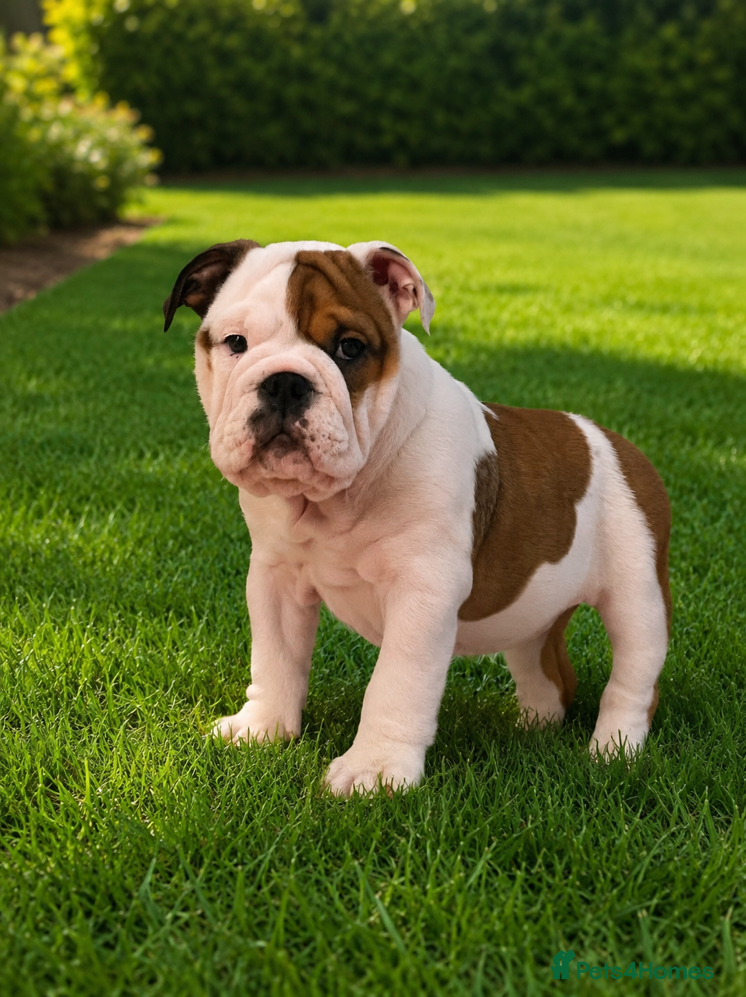 English Bulldog dogs 9 weeks old english bulldog girl puppy - Advert 8