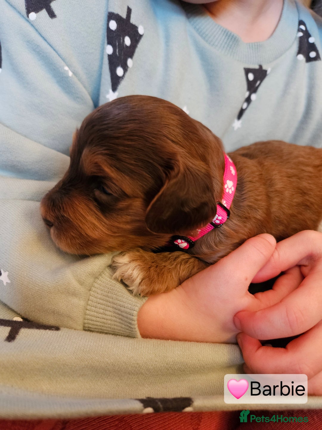 Cockapoo dogs for sale: F3b Cockapoo Puppies – DNA health tested - Advert 31