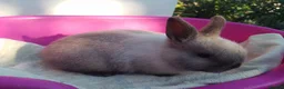 Netherland Dwarf rabbits for sale: Pretty Female and Male Netherland Dwarf Babies - Advert 8