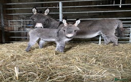 Miniature horses for sale: Miniature Mediterranean Donkey foals - Image 2