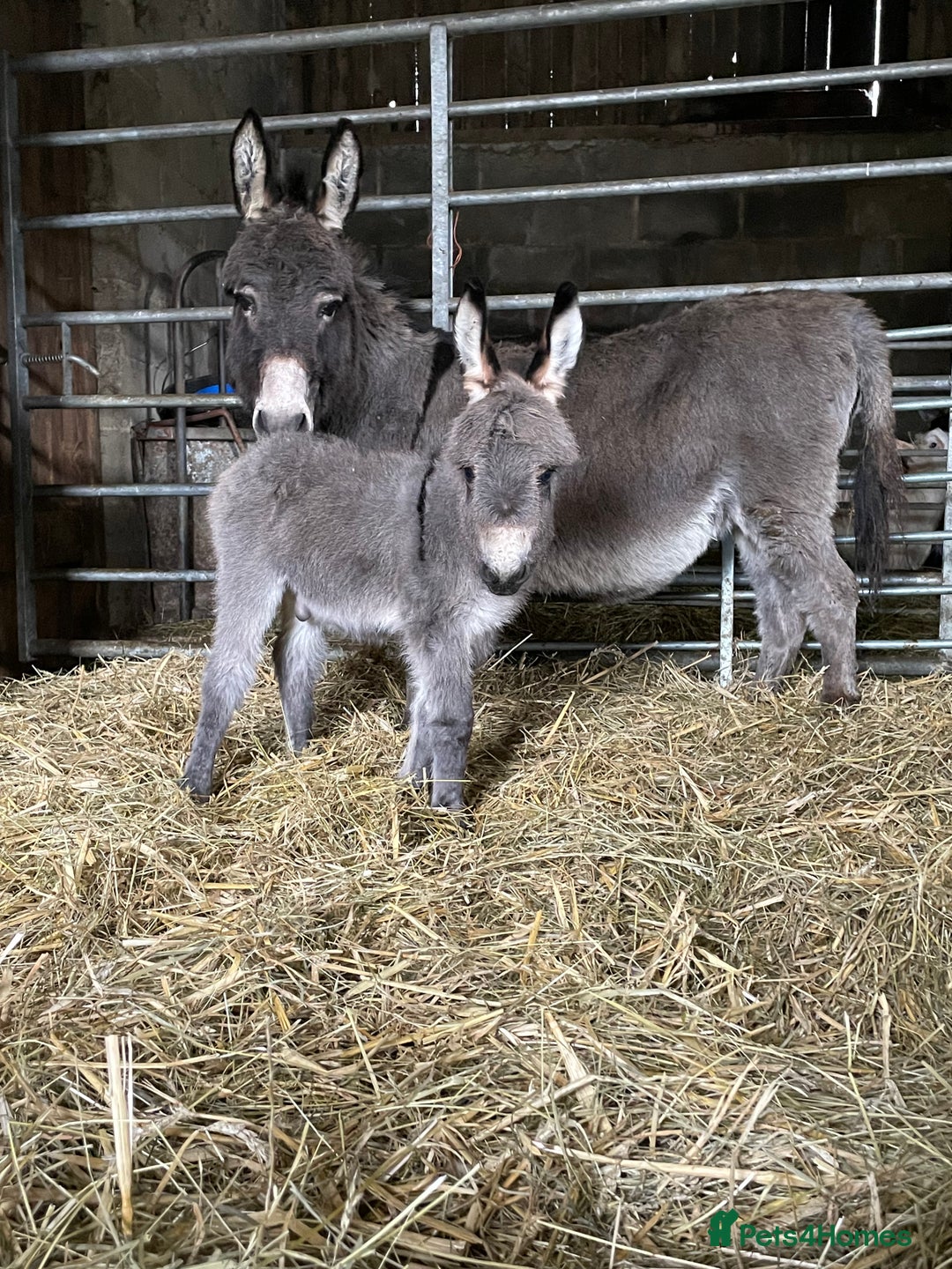 Miniature horses for sale: Miniature Mediterranean Donkey foals - Image 2