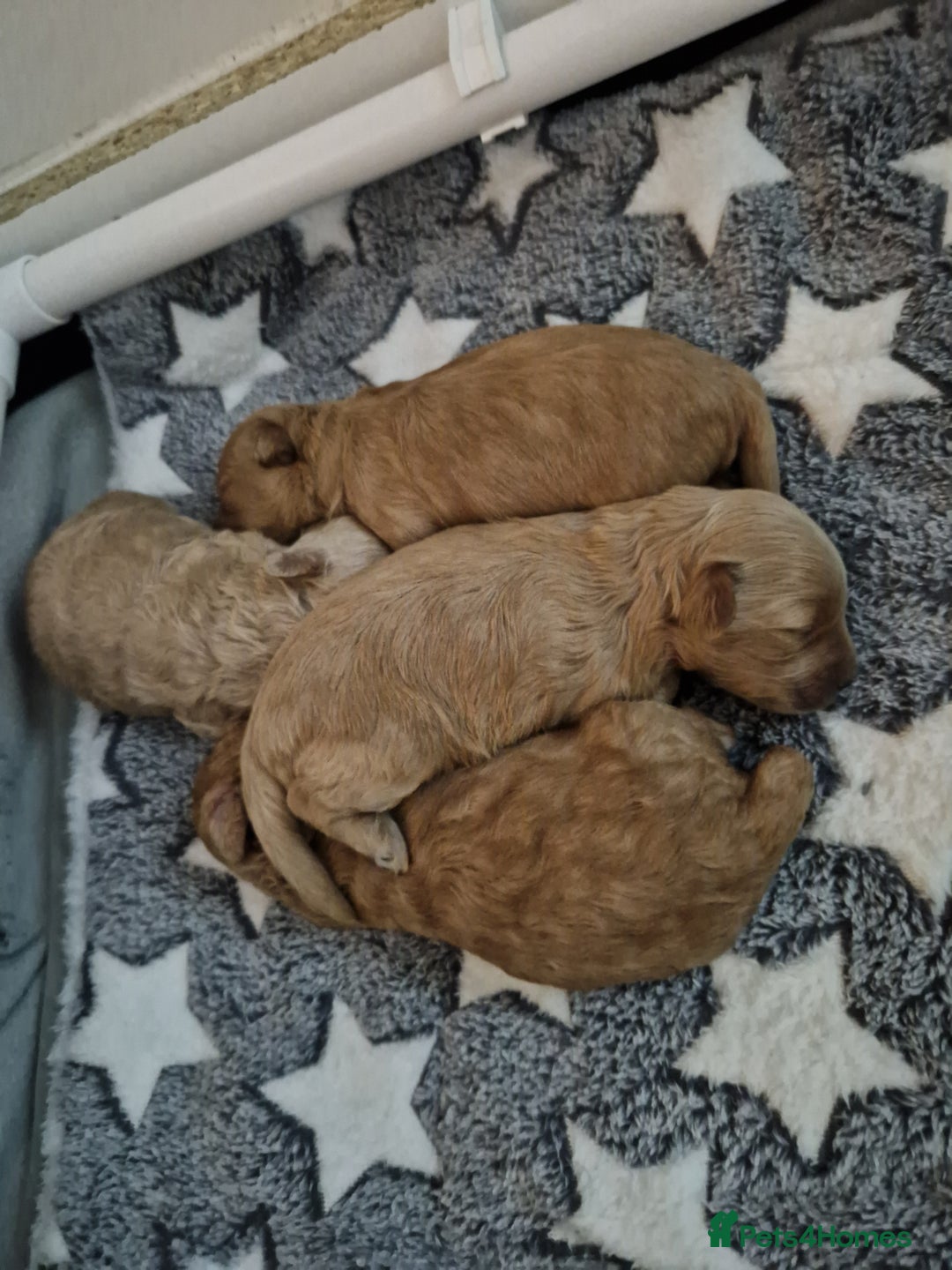 Maltipoo dogs for sale: Beautiful F1B Toy Maltipoos  - Advert 12