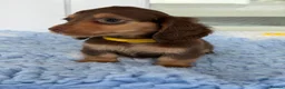 Miniature Dachshund dogs for sale: Kc Kaninchen dachshund weeny weeny  - Advert 5