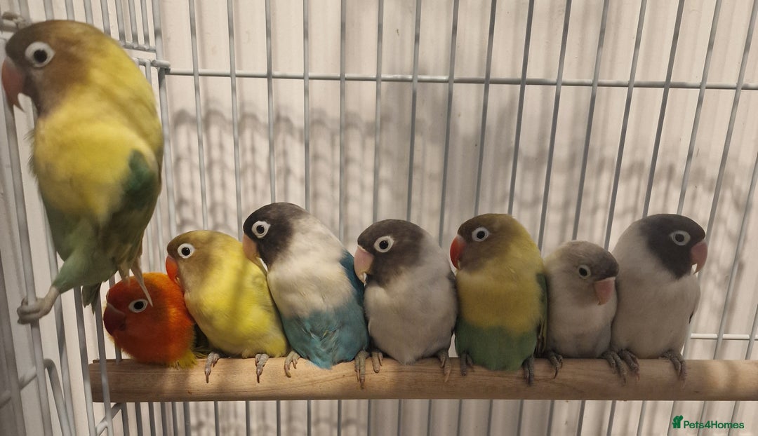 Parrots birds for sale: X BIRDS/PARAKEETS/PARROTS AVAILABLE X - Image 2