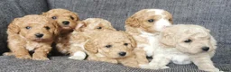 Poochon dogs for sale: Superb F1b Poochon Puppies  - Advert 5