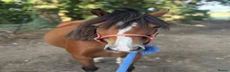 Welsh Section C horses for sale: project pony  - Advert 2