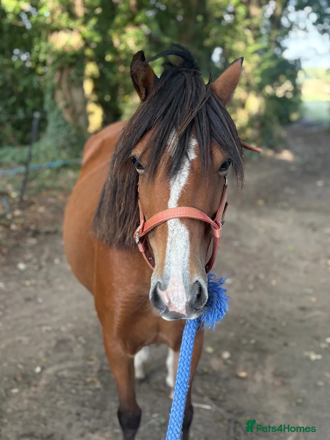 Welsh Section C horses for sale: project pony  - Advert 2