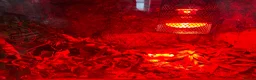 Corn Snake reptiles for sale: Corn snake and enclosure - Advert 3