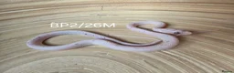 Corn Snake reptiles for sale: Palmetto and caramel palmetto corn snakes  - Advert 8