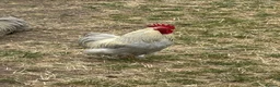 Chickens poultry for sale: Pekins For Sale - Advert 3