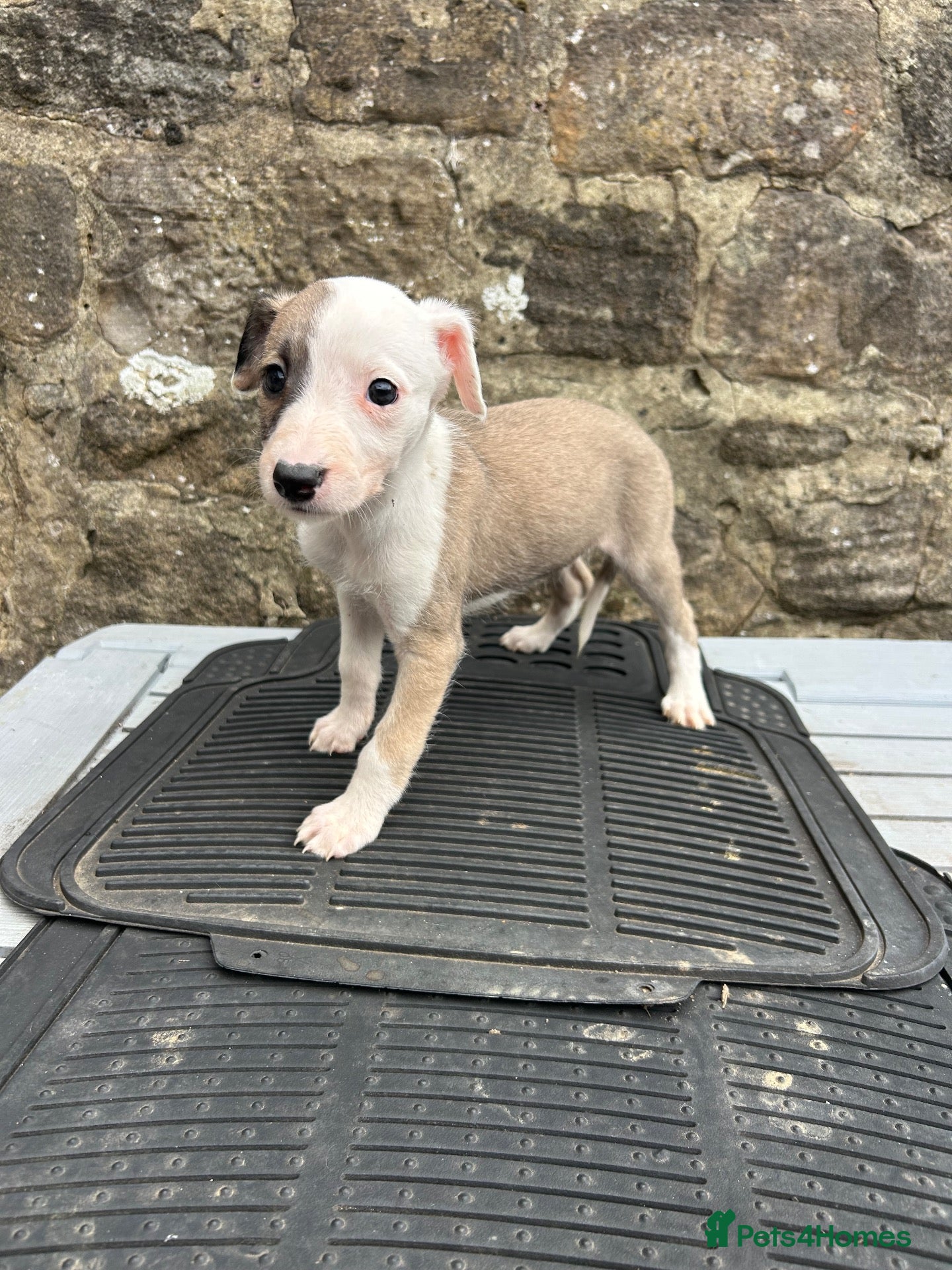 Lurcher dogs Bedlington whippet lurcher pups - Advert 4