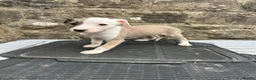 Lurcher dogs for sale: Bedlington whippet lurcher pups - Advert 6