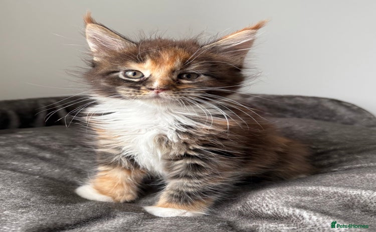Maine Coon cats - Advert 4