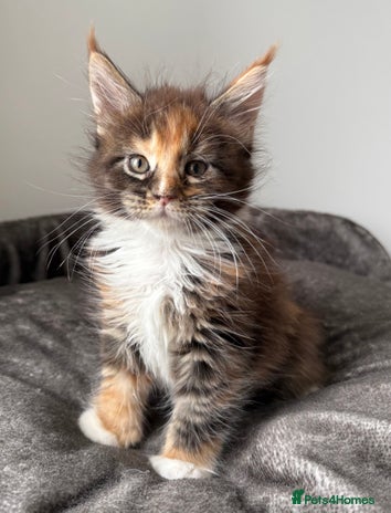 Maine Coon cats - Advert 2