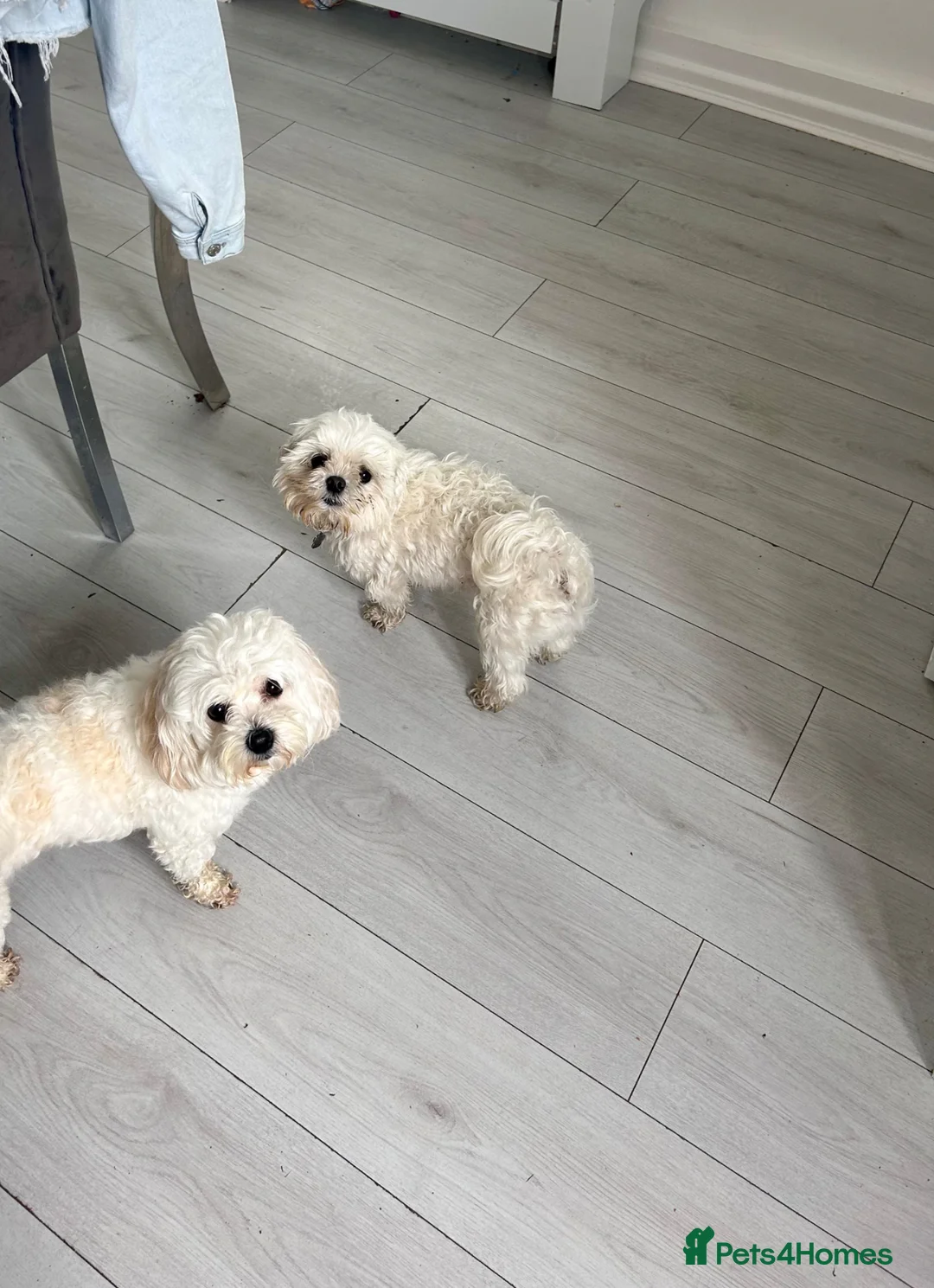 Maltese dogs for sale: Malitachon X Korean miniature Maltese ❤️ in Hebburn - Advert 2