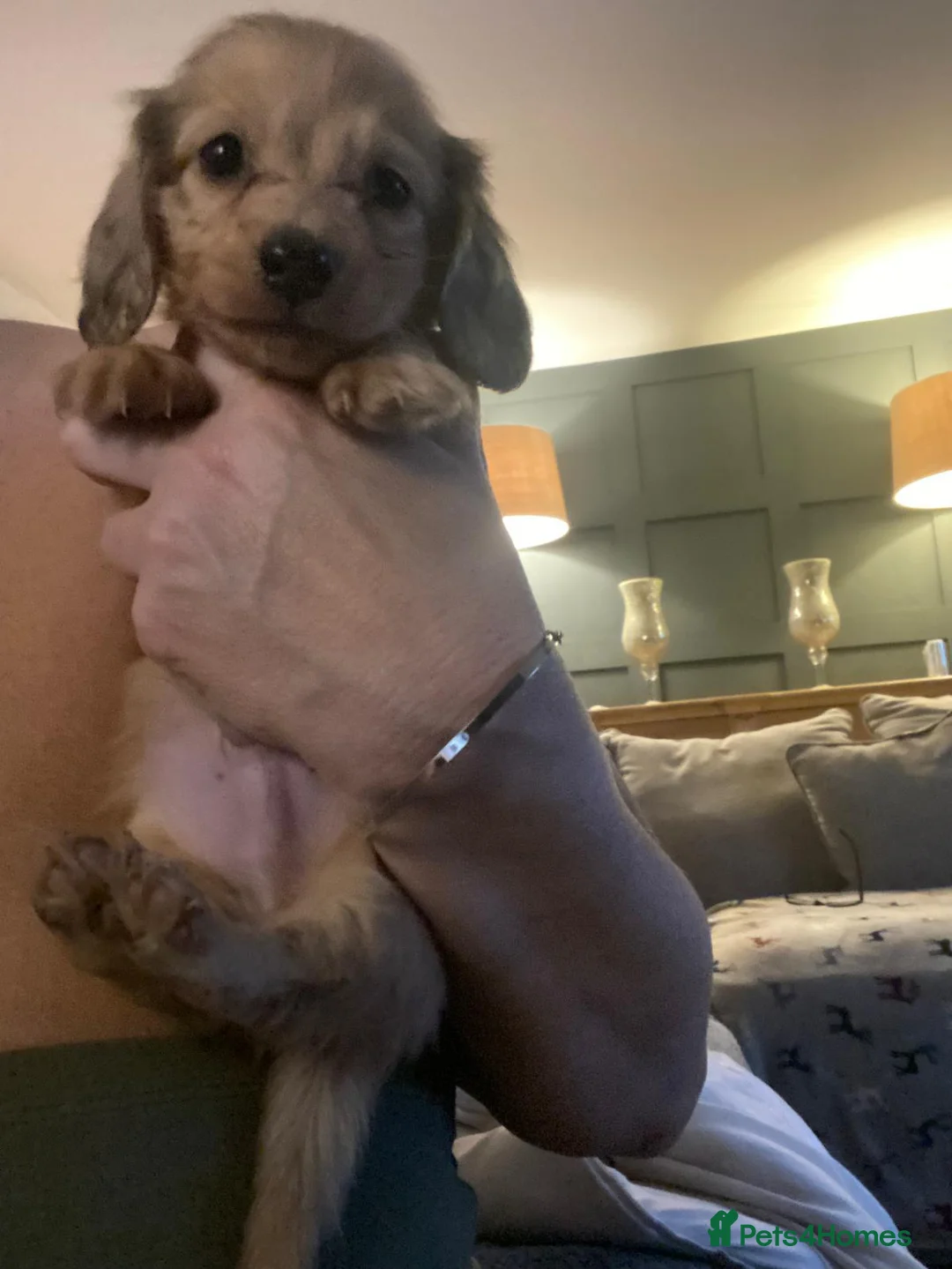 Miniature Dachshund dogs for sale: Beautiful long hair shaded cream dachshunds - Advert 2