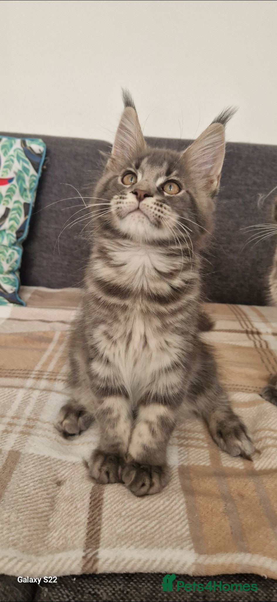 Maine Coon cats READY FOR COLLECTION  TICA registered kittens - Advert 17